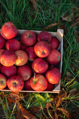 box with apples on green grass
