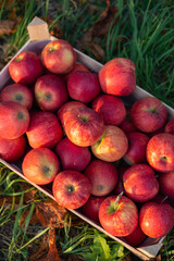 box with apples on green grass
