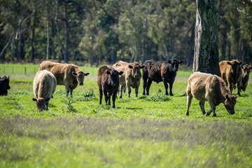 Beef cows and calves grazing on grass in Australia. eating hay and silage. breeds include specked...