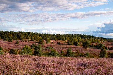 Blühende Heide am Wilseder Berg  im Spätsommer