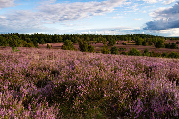 Fototapeta premium Blühende Heide am Wilseder Berg im Spätsommer