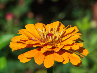 Beautiful zinnia flower on a background of green leaves. Close-up view of a yellow zinnia flower in a summer garden