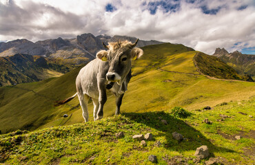 Kuh auf Seiseralm / cattle on alpe di suisi 