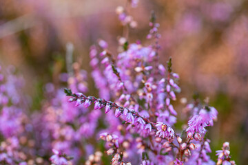 Nahaufnahme von blühenden Heideknospen im Spätsommer