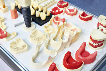 Artificial teeth, jaws and bones of human face head for dentistry