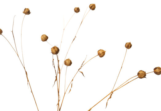 Beautiful dry flax plant isolated on white