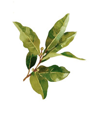 Fototapeta premium Bay leaf branch dry watercolor isolated on white background illustration for all prints.