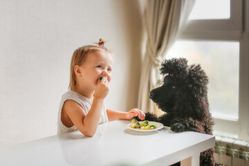 Cute kid girl with dog eating broccoli. The concept of proper healthy nutrition, children and pets. The black poodle begs for food from the table. A child feeds a poodle, an uneducated dog