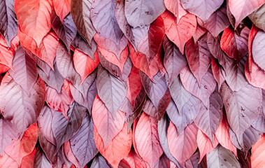 Czerwono, karmazynowe naturalne tło jesiennych  soczystych, barwnych liści z teksturą ściany...