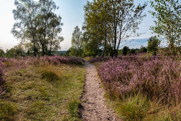 Schöner kleiner Wanderweg durch die blühende Heide.