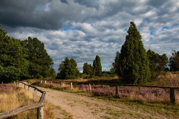 Typische Sandwanderwege in der Lüneburger Heide während der Heideblüte.