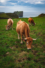 tres vacas de raza Asturiana de los Valles pastando en un prado cerca del mar