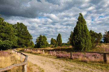 Typische Sandwanderwege in der Lüneburger Heide während der Heideblüte.