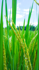 Green ears of rice with its leaves on rice trees