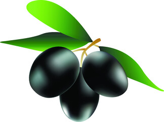 three black ripe olives on the branch