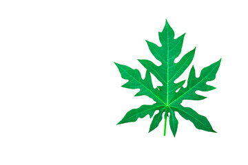 Isolated papaya leaf with clipping path