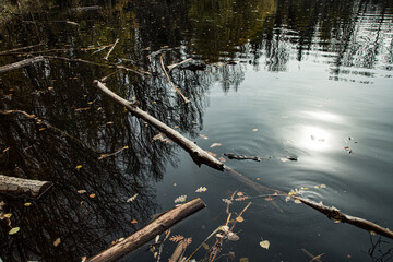Broken branches in the river. High quality photo