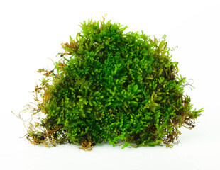 Moss isolated on white background