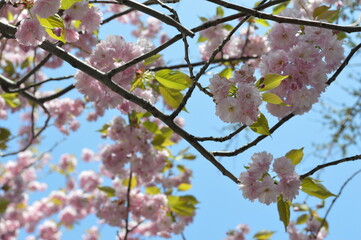 tree blossom