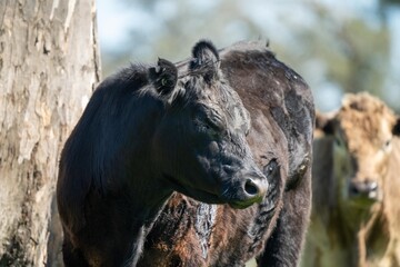 Close up of Stud Beef bulls and cows grazing on grass in a field, in Australia. eating hay and...