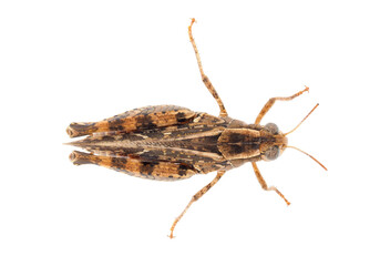 Short-horned grasshopper or Italian locust isolated on white background, Calliptamus italicus