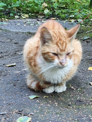 homeless sick red with white cat