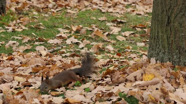 red squirrel is chasing food on brown leaf fall ground floor in central park nature background