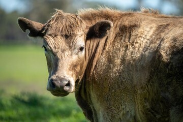 Close up of Angus and Murray Grey Cows grazing and eating long pasture in Australia