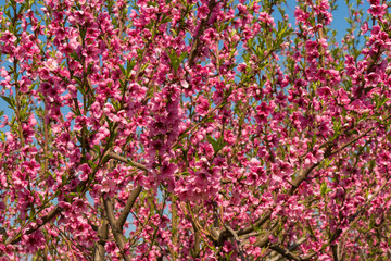 Obraz na płótnie Canvas Flowering peach tree in the orchard - background