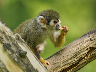 Eating Common squirrel monkey on the branch