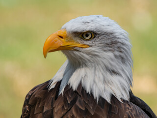 Bald eagle - closeup head detail