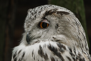 Western Siberian eagle-owl  (Bubo bubo sibiricus)