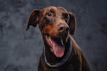 Purebred doberman dog with silver collar against dark background