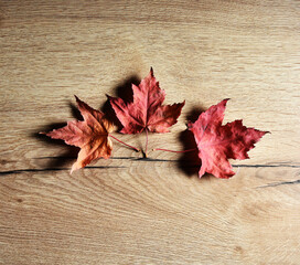 Naklejka na ściany i meble autumn red maple leaves on a wooden background