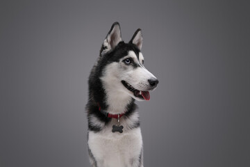 Purebred siberian husky dog posing against gray background © Fxquadro