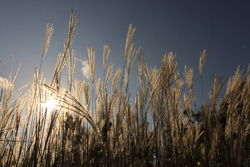 autumn silver grass in the wind