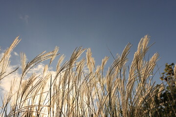 autumn silver grass in the wind
