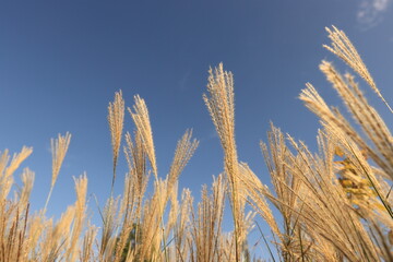 autumn silver grass in the wind