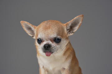 Amusing petite dog chihuahua breed against gray background