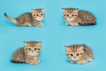 Scottish kitten sits on a blue background