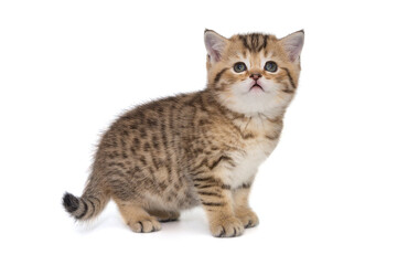 Portrait of a red Scottish kitten, side view