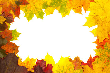 Colorful frame with fallen maple leaves on the white background