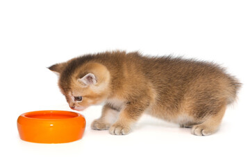 Small red Scottish kitten eats from an orange bowl
