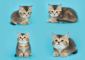 Fototapeta na wymiar Red Scottish kitten on a blue background