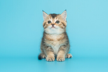 Portrait of a red-haired Scottish kitten