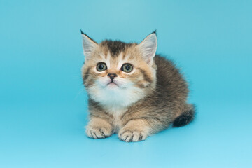 Portrait of a red-haired Scottish kitten