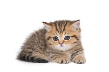 Obraz premium Portrait of a red Scottish kitten