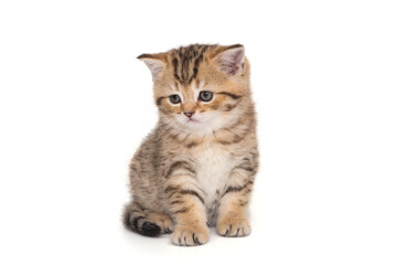 Fototapeta premium Portrait of a red Scottish kitten