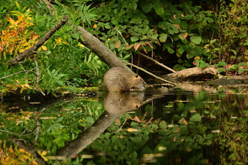 Nutria