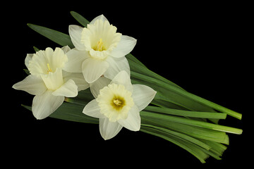 Narcissus flower on black